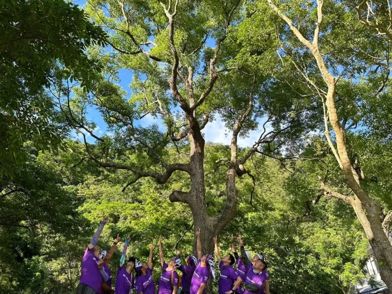 學攀樹 - 也向大樹學習